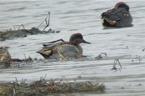 Green-winged Teal