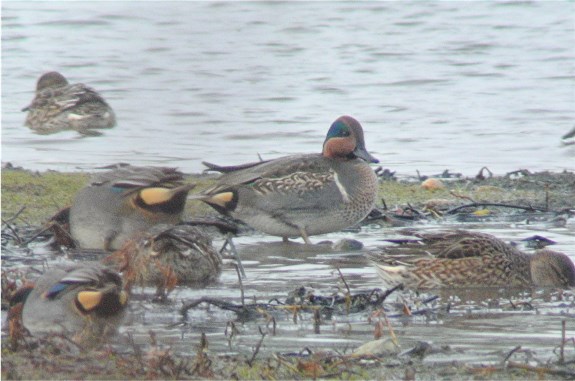 Green-winged Teal