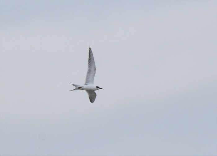 Forster's Tern