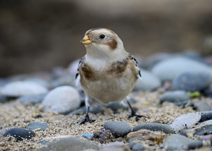 Snow Bunting
