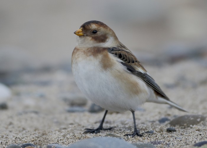 Snow Bunting