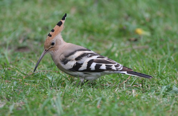 Hoopoe