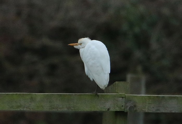 Cattle Egret