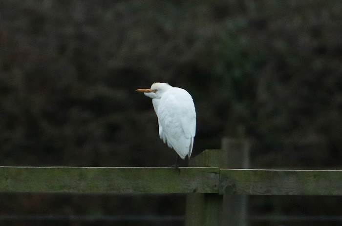 Cattle Egret