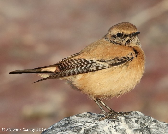 Desert Wheatear