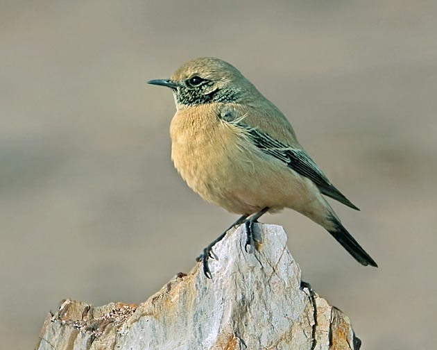 Desert Wheatear