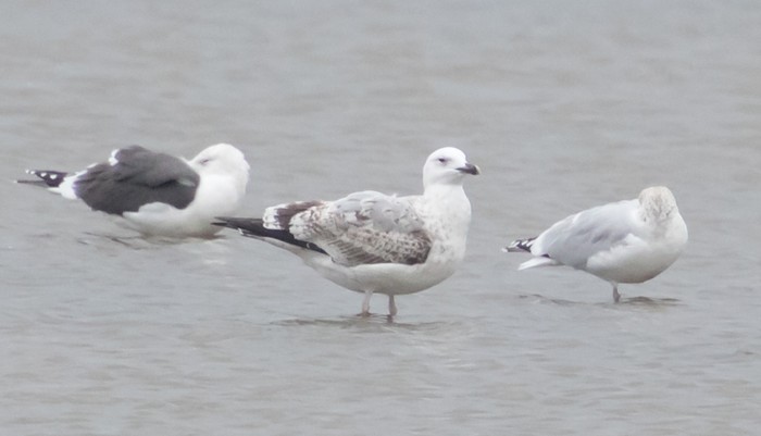 Caspian Gull