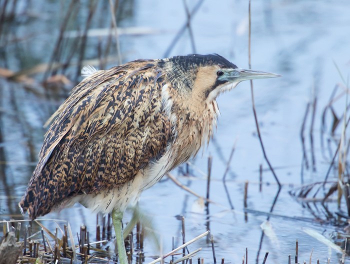 Bittern