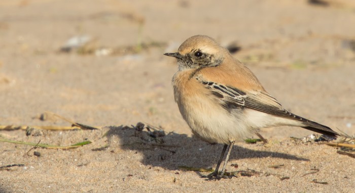 Desert Wheatear