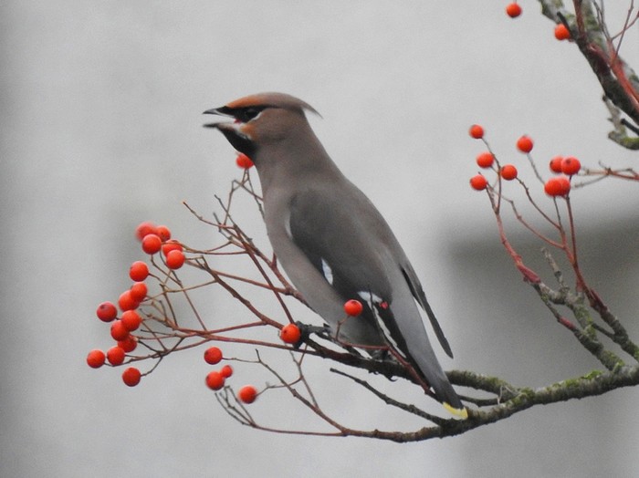 Waxwing