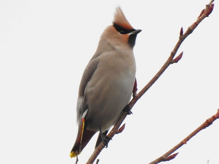 Waxwing