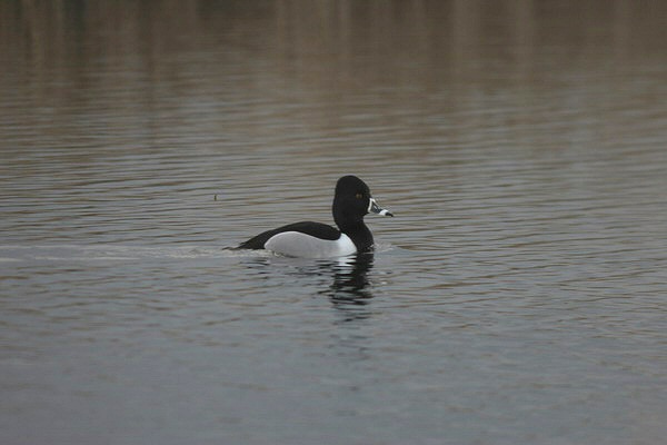 Ring-necked Duck