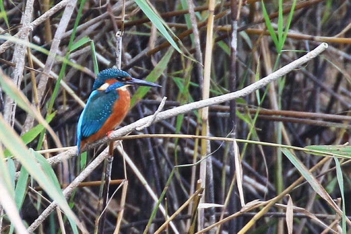Kingfisher