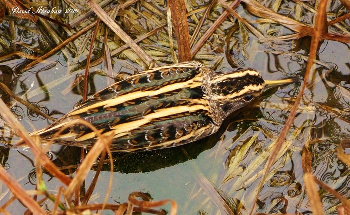Jack Snipe