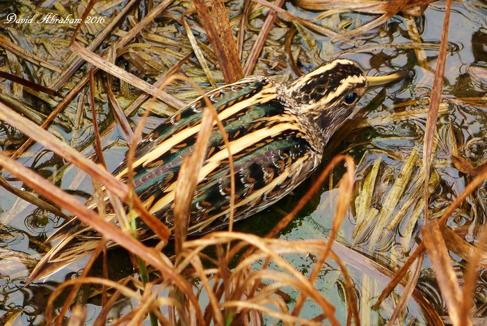 Jack Snipe