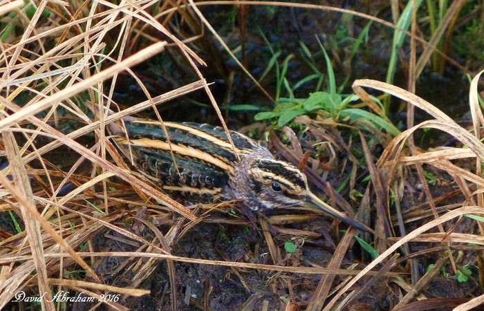 Jack Snipe