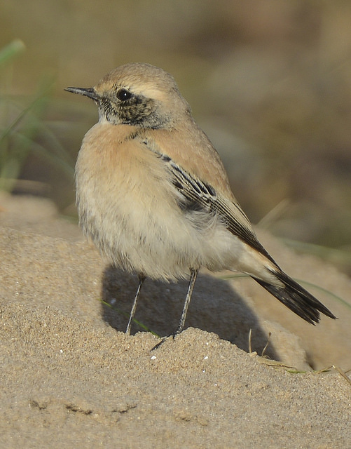 Desert Wheatear