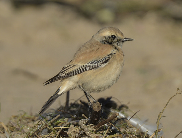 Desert Wheatear