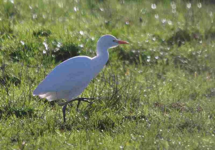 Cattle Egret