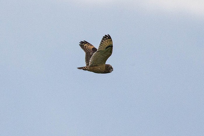 Short-eared Owl