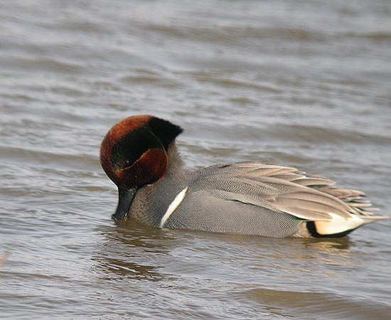 Green-winged Teal