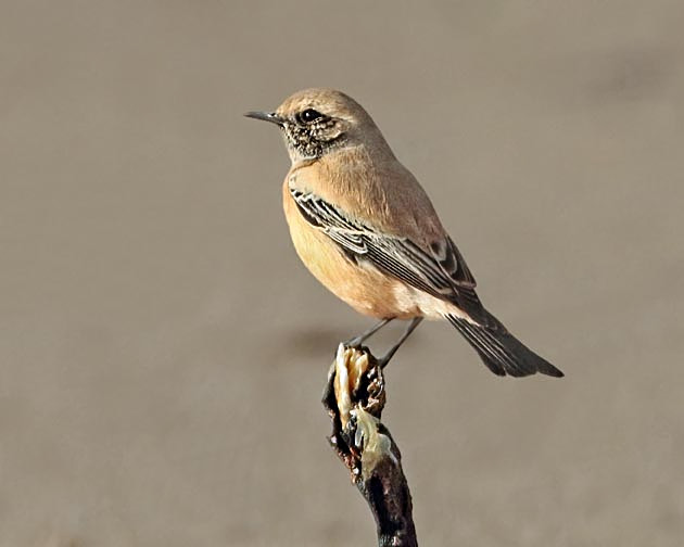 Desert Wheatear
