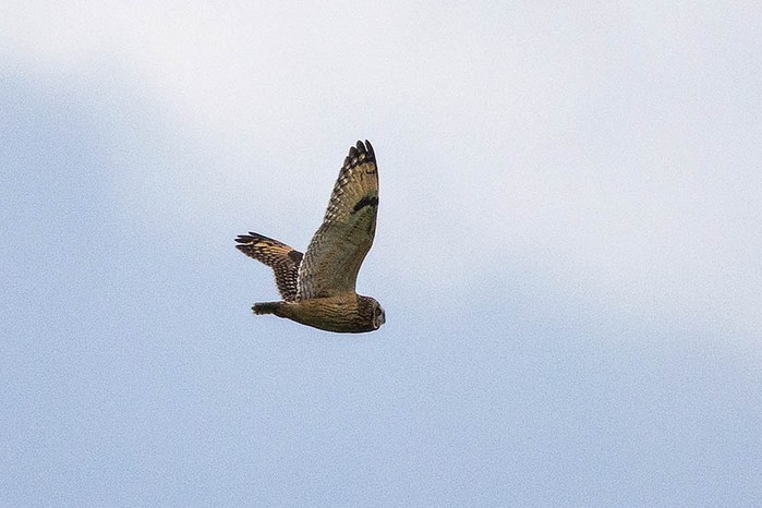 Short-eared Owl