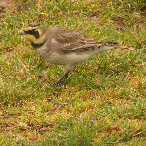 Shorelark