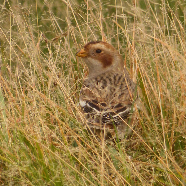 Snow Bunting