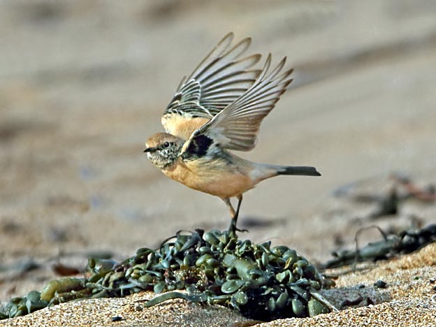 Desert Wheatear
