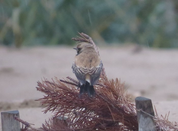 Desert Wheatear