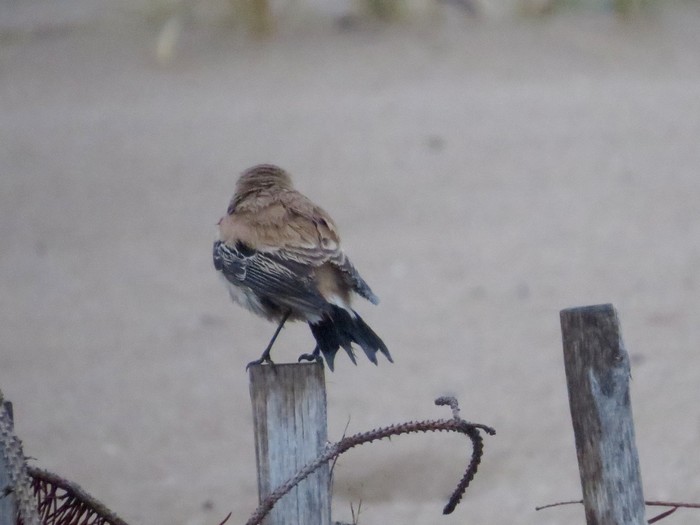 Desert Wheatear