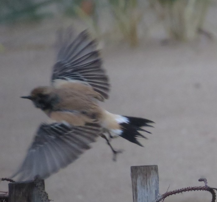 Desert Wheatear
