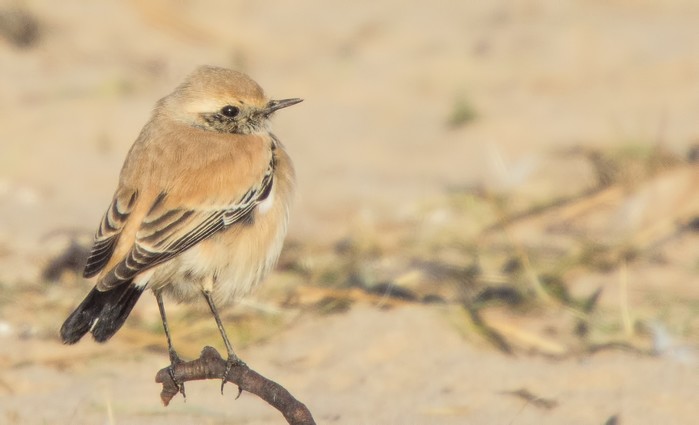 Desert Wheatear