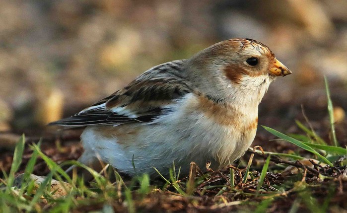 Snow Bunting