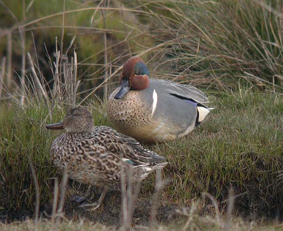 Green-winged Teal