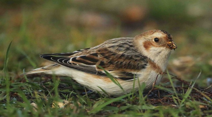 Snow Bunting