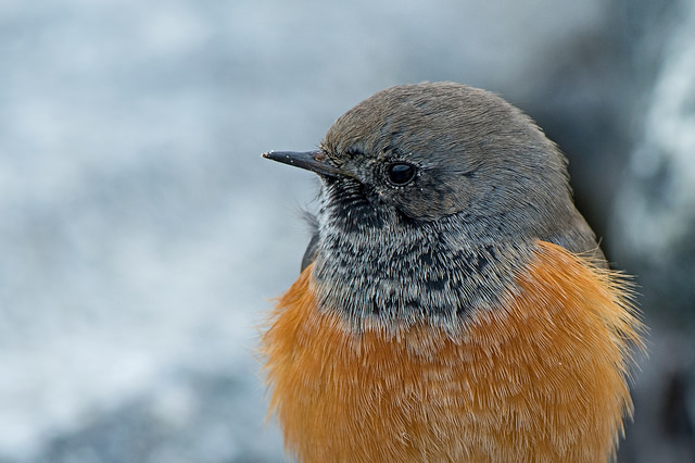 Eastern Black Redstart