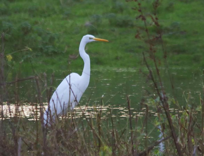 Great White Egret