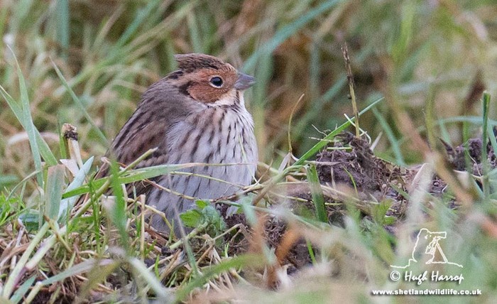 Little Bunting