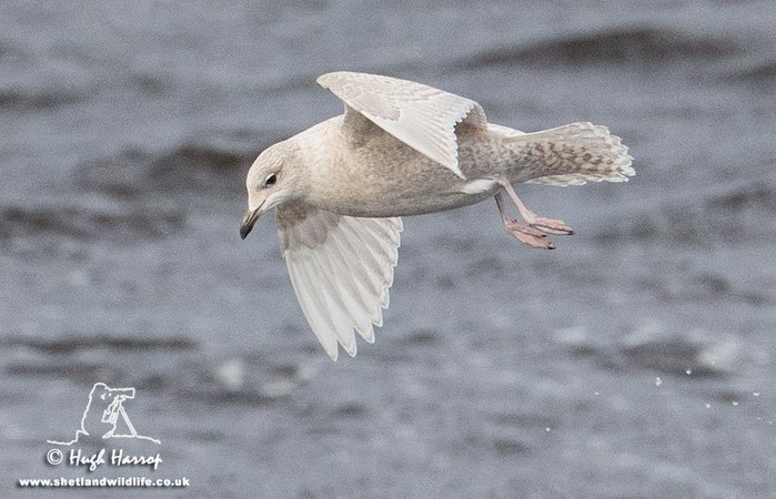 Iceland Gull