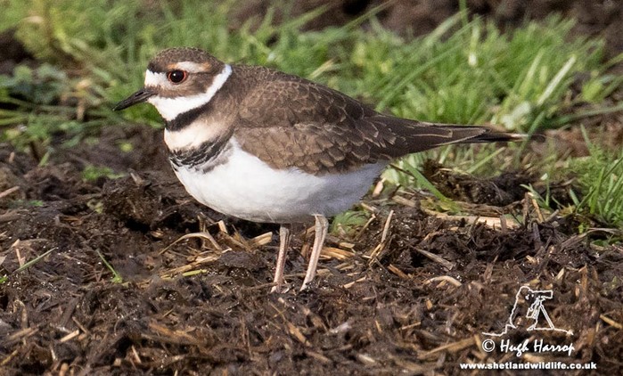 Killdeer