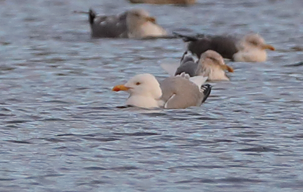 Yellow-legged Gull