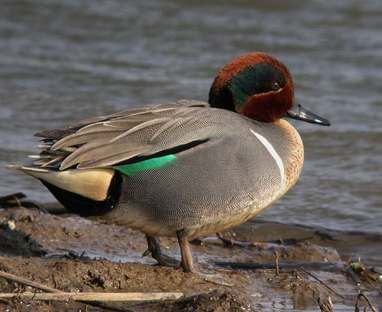 Green-winged Teal