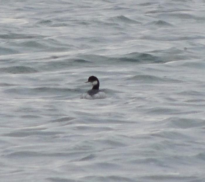 Black-necked Grebe