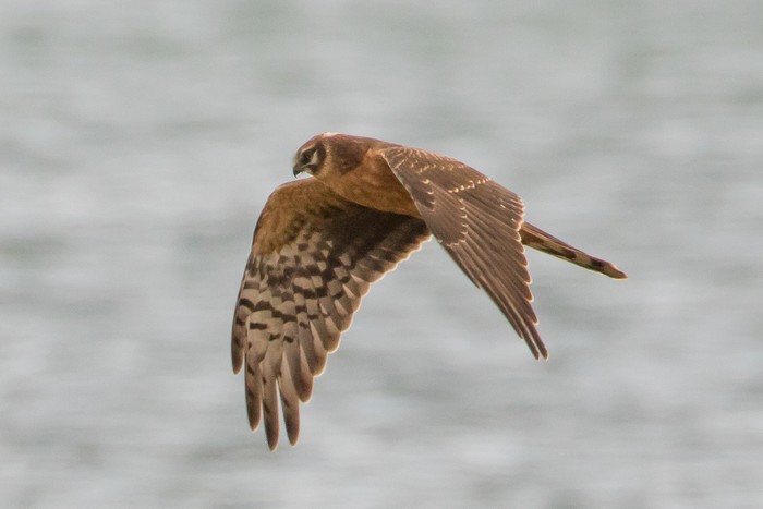 Pallid Harrier