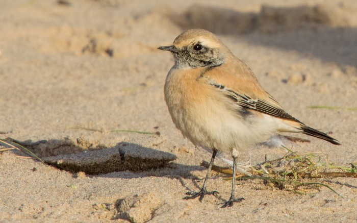 Desert Wheatear