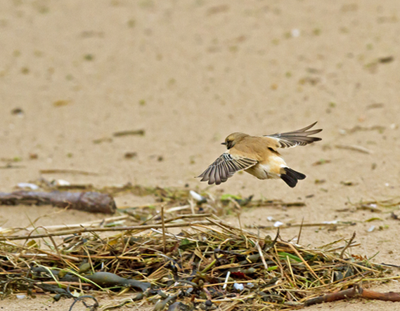 Desert Wheatear