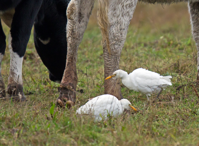 Cattle Egret