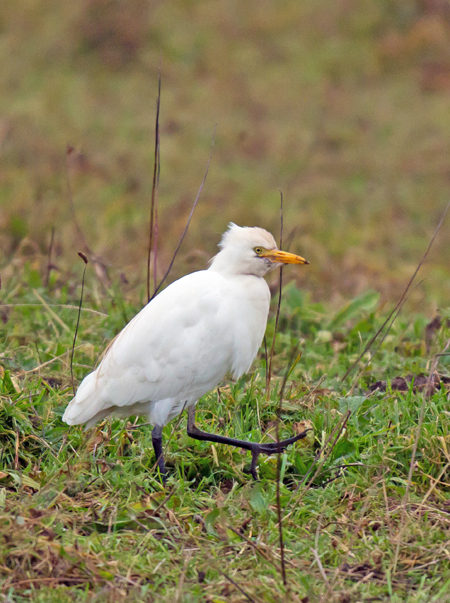 Cattle Egret